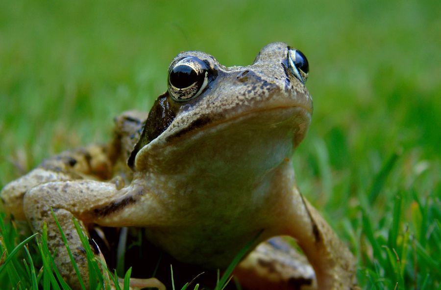 Scientists explore toad venom as potential cure for depression