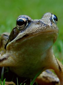 Scientists explore toad venom as potential cure for depression