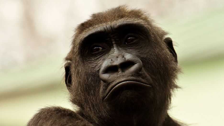 CNN: goryle mogą zarażać się koronawirusem od ludzi