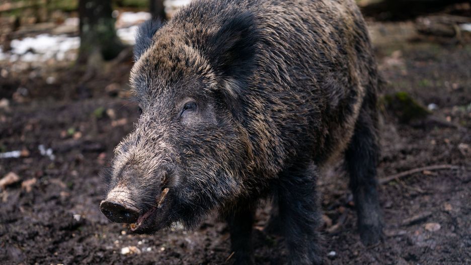 Dzik "Putin" będzie miał zmienione imię
