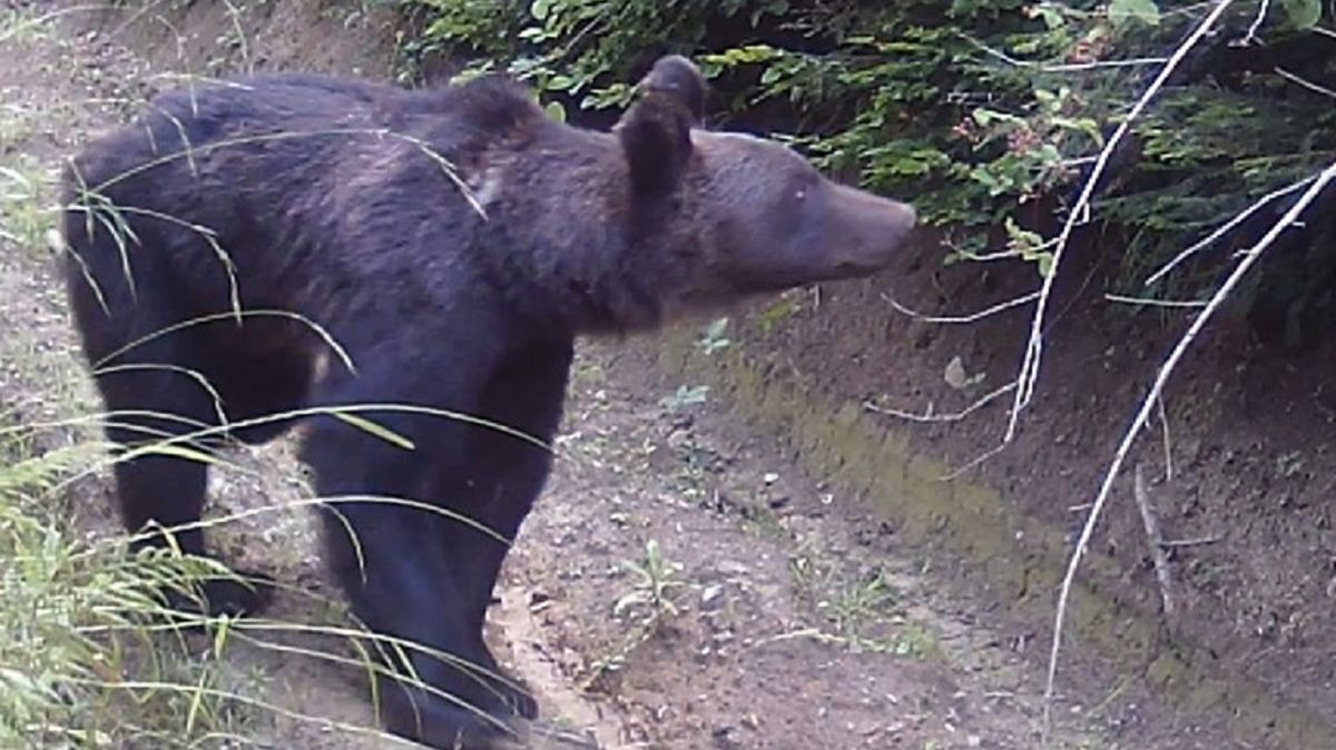 Wyjątkowe nagranie z fotopułapki. Uchwycono niedźwiedzia.