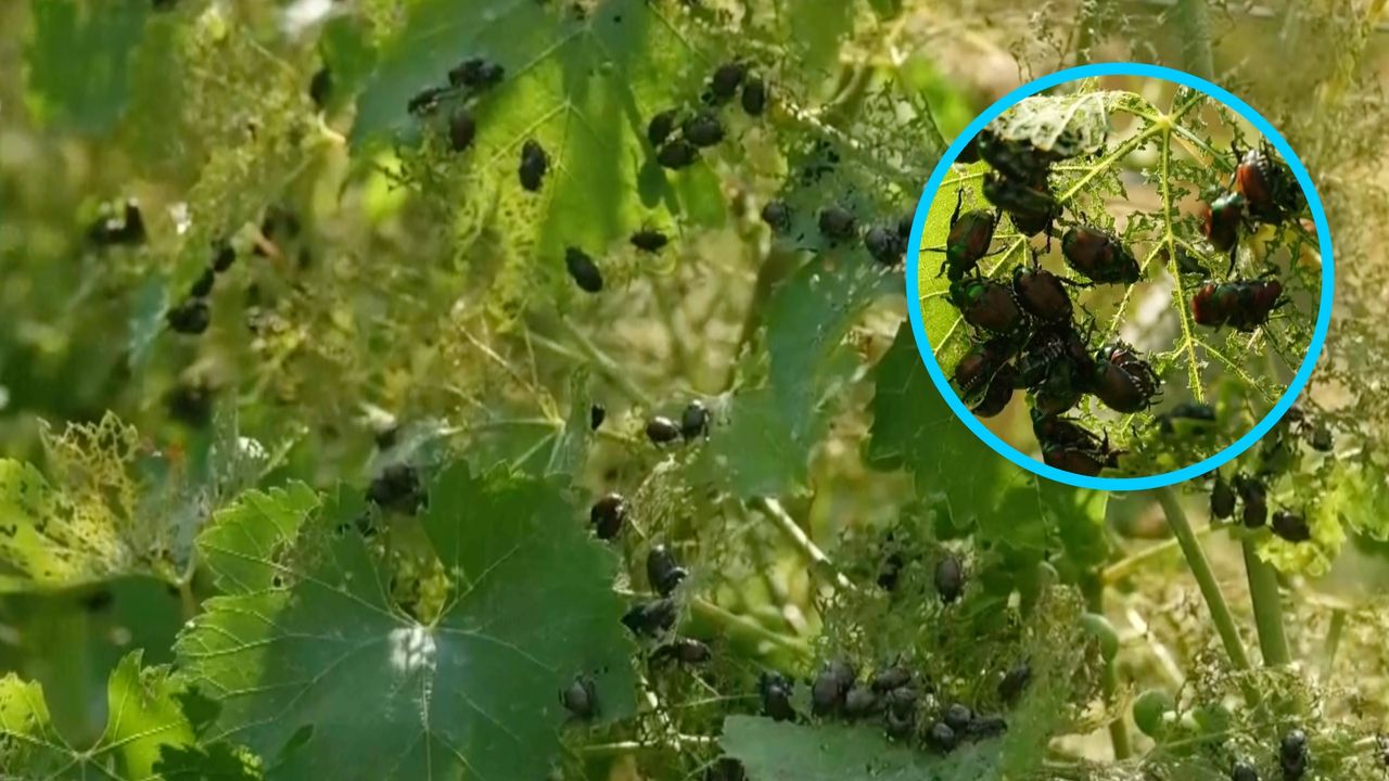 Nadleciały japońskie chrząszcze. Niszczą wszystkie uprawy