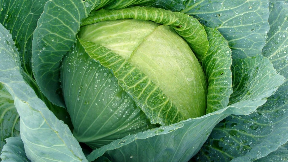 Masz chorą tarczycę? Nie jedz kapusty!