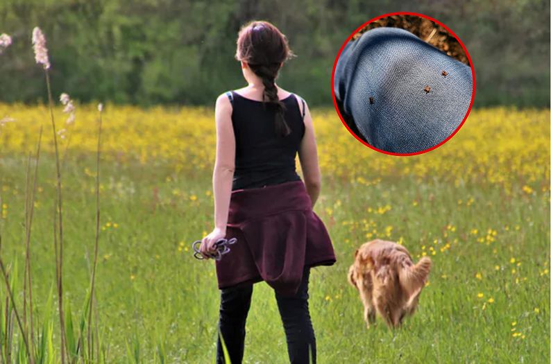 Skok przypadków babeszjozy o 25 proc. Może mieć "piorunujący przebieg przypominający malarię"