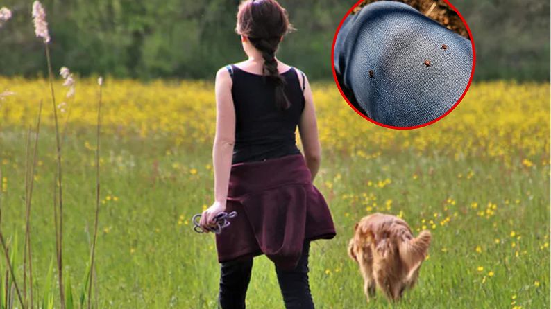 Do zakażenia babeszjozą może dojść po ugryzieniu kleszcza, ale także na drodze transplantacji narządów czy transfuzji krwi