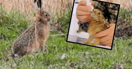 "Został wyjęty z pyska psa". Zrozpaczona kobieta przyniosła go leśnikom