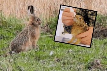 "Wyjęty z pyska psa". Ten zając i tak miał dużo szczęścia