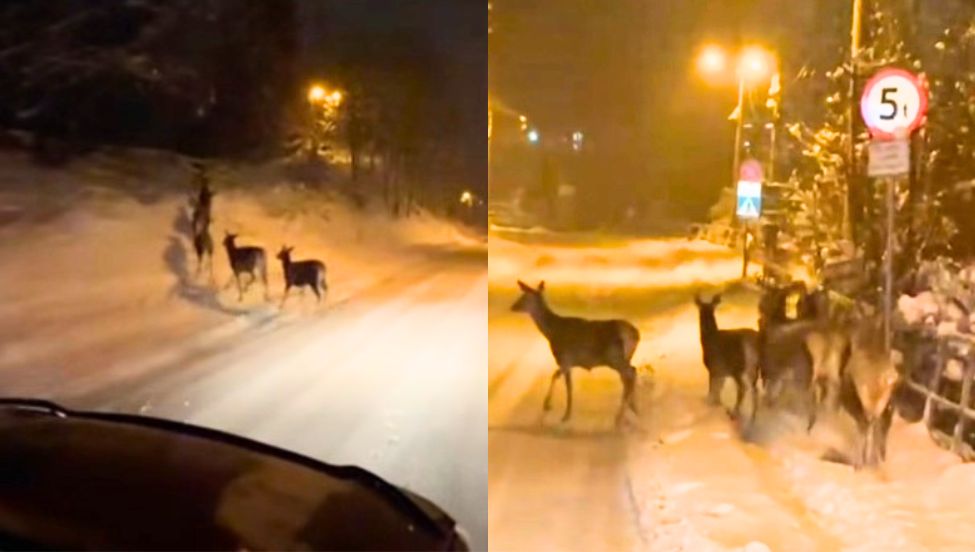 "Zakopiańskie safari". Nietypowa sytuacja po nagłym ataku zimy