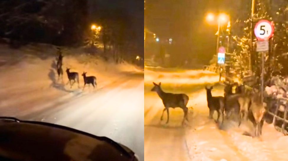 Nagle pojawiły się na ulicy w Zakopanem. Internauci komentują