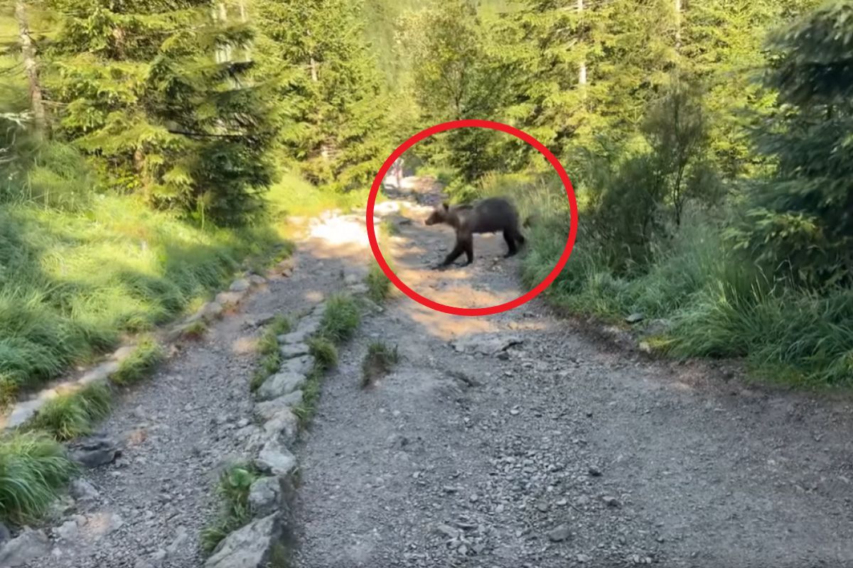 Turyści spotkali niedźwiedzią rodzinę. "Czasami życie potrafi zaskoczyć"