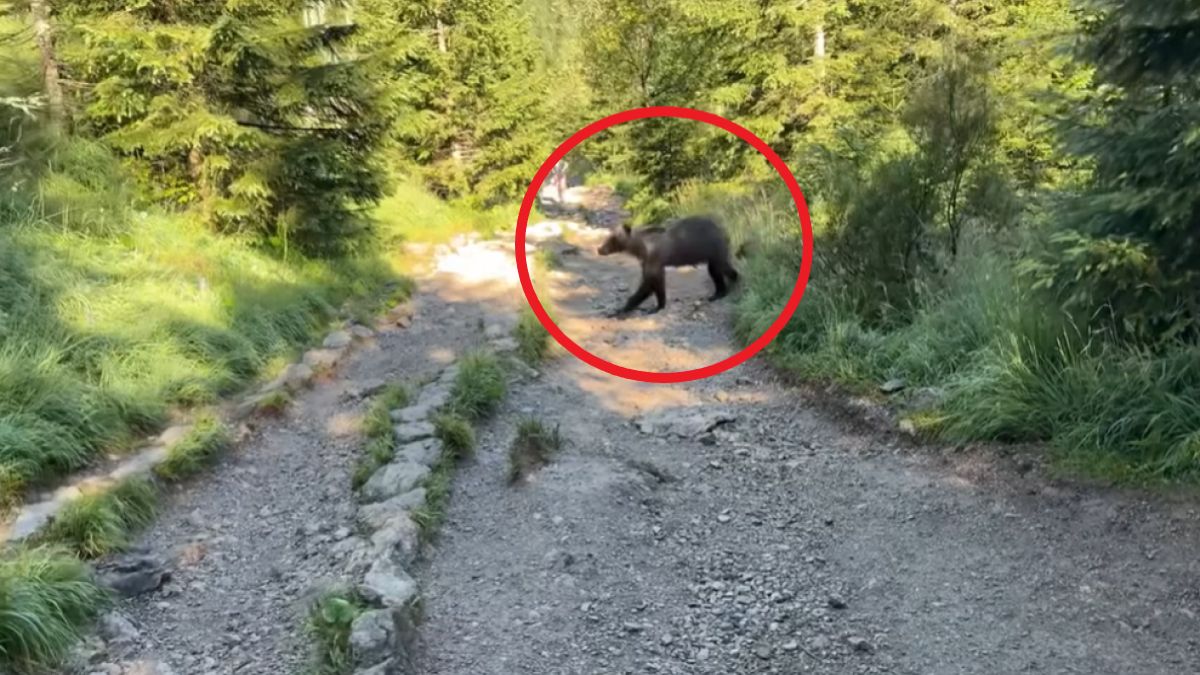 Niedźwiedzia rodzina na szlaku