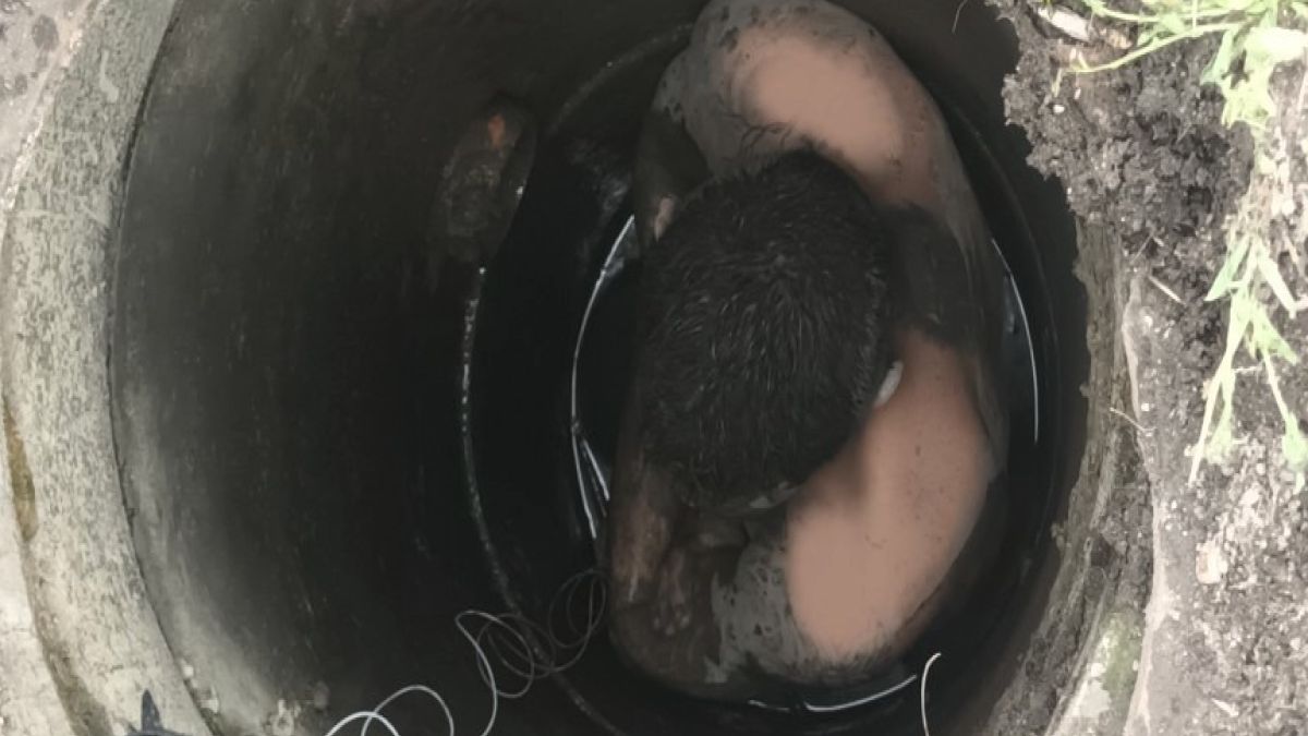 Mężczyzna utknął w studzience