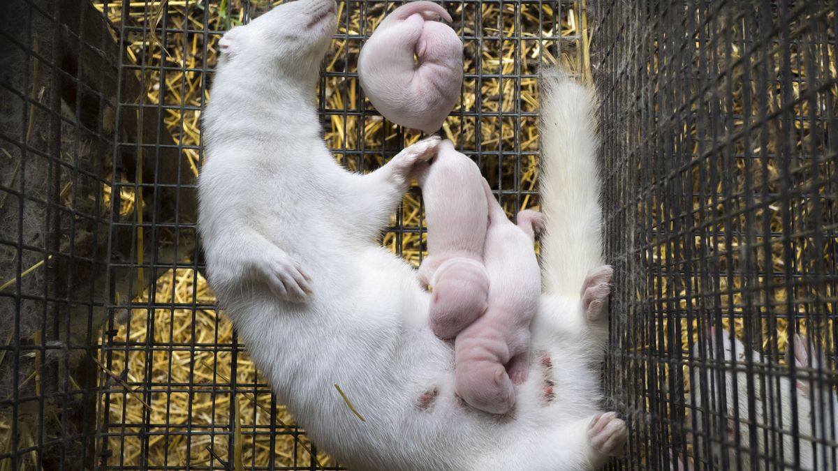 Norka z małymi w klatce