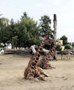 Zoo w Polsce. Które ogrody zoologiczne warto odwiedzić?