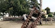 Zoo w Polsce. Które ogrody zoologiczne warto odwiedzić?