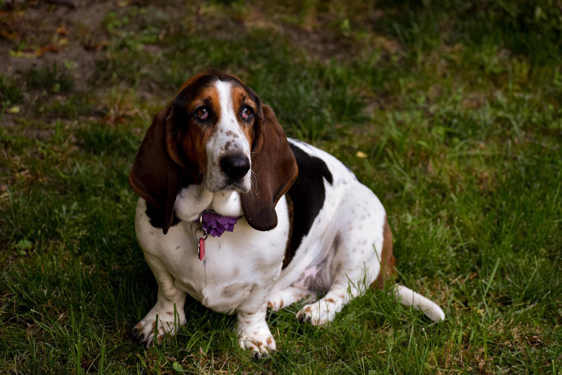 Basset Hound jest świetnym towarzyszem spacerów
