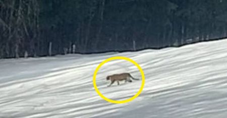 Puma grasuje po sądeckich lasach? Leśnicy badają sprawę
