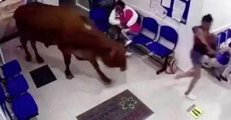 Rozwścieczona krowa w szpitalu. Zaatakowała pacjentów