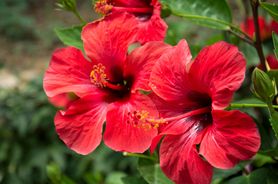 Hibiskus - charakterystyka, odmiany, właściwości, sposób parzenia