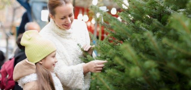 Choinka z marketu - dlaczego nie warto jej kupować