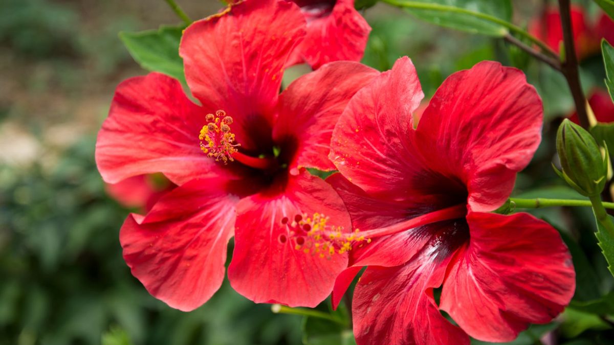 Hibiskus słynie ze swoich pięknych, kolorowych kwiatów.