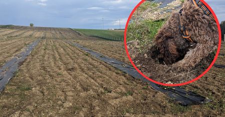 60 kilogramów z jednego hektara. Tak wyglądają plantacje trufli w Polsce