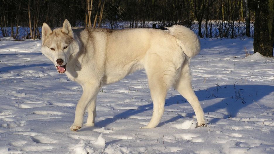 Husky syberyjski zaatakował czterodniowe dziecko