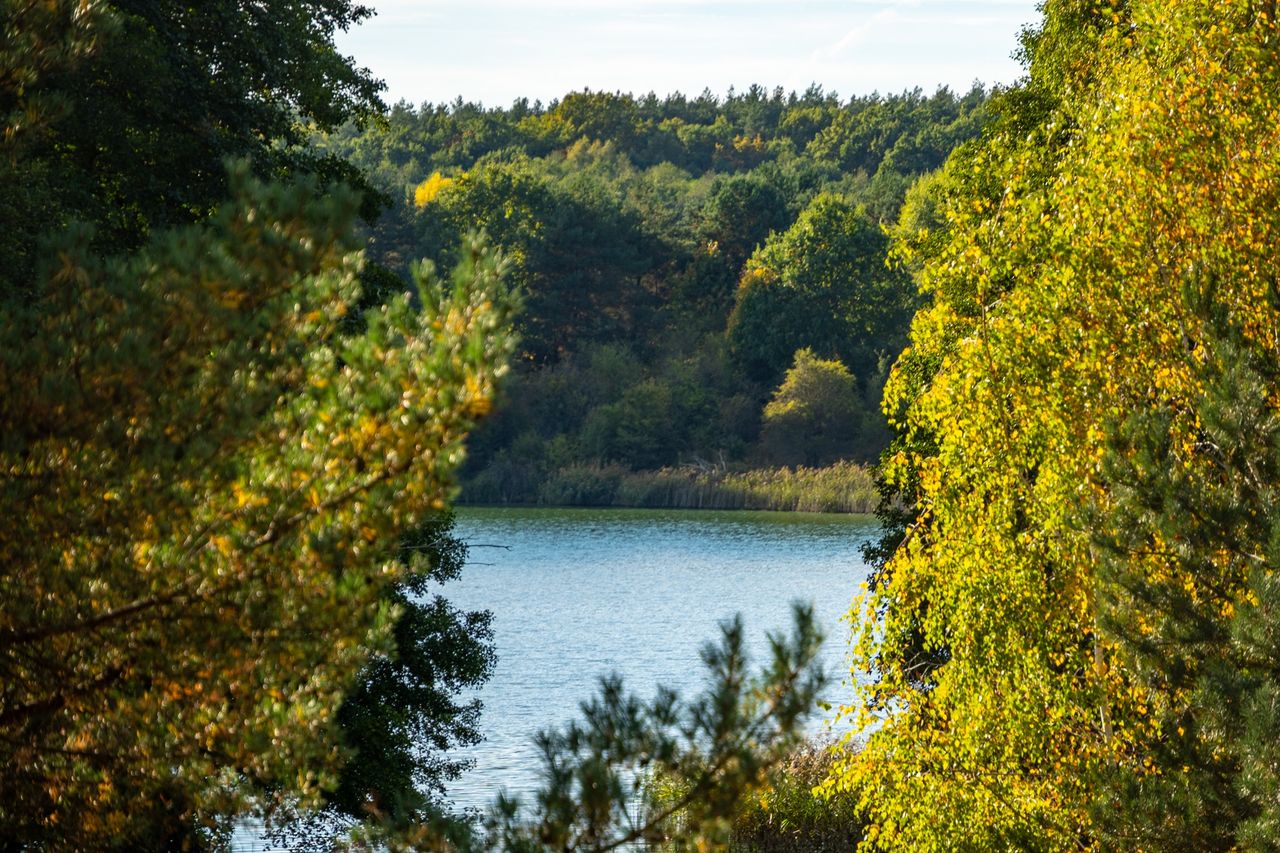 Złote jesienne liście na drzewach w Pile w słońcu