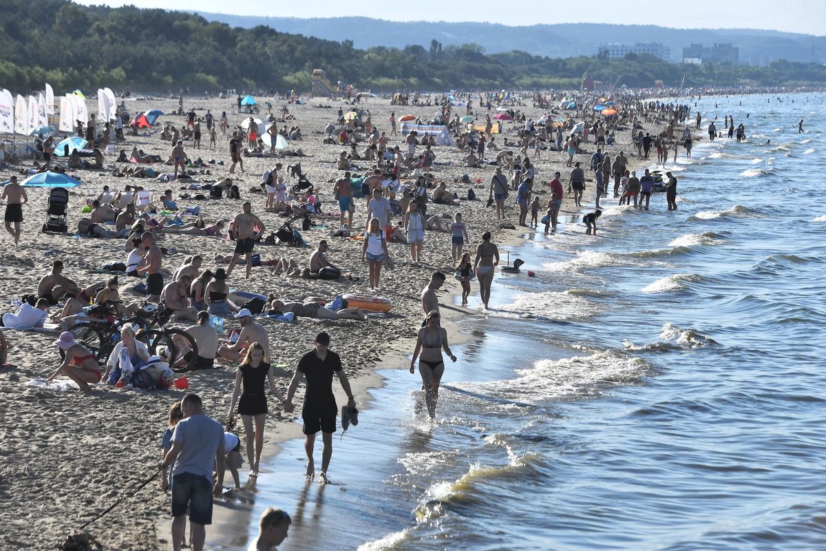 Bałtyk: inwazja meduz. Równowaga ekologiczna może być zagrożona