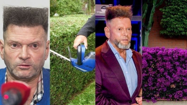 Żywopłoty, które wyglądają jak Krzysztof Rutkowski