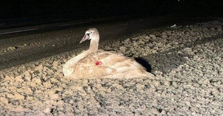 Uratowali rannego łabędzia podczas nocnej interwencji