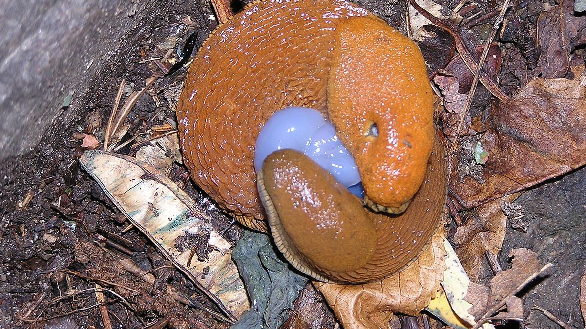 slinik luzytanski slimak zwierze