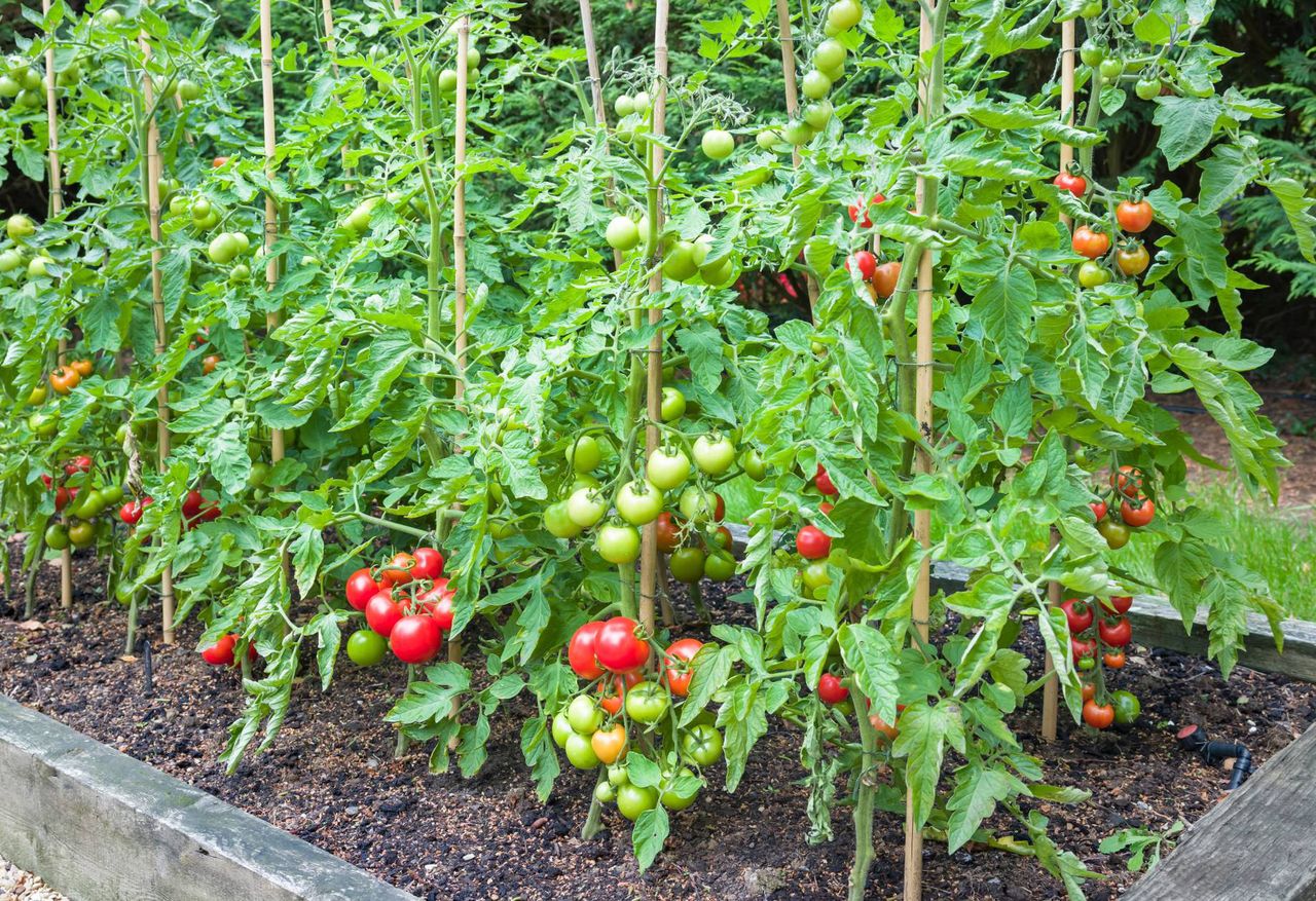 Homegrown tomatoes