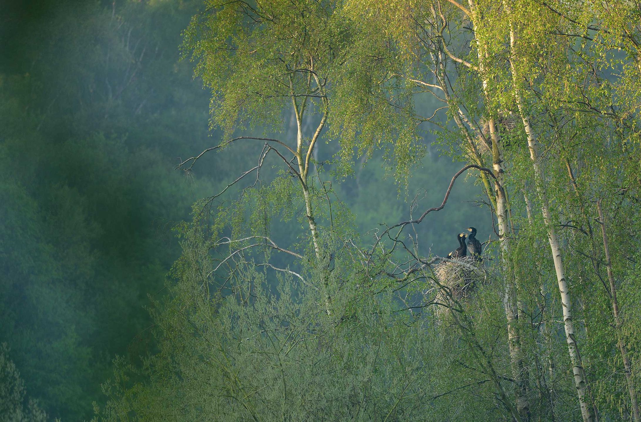 British Wildlife Photography Awards 2017 – najlepsze zdjęcia dzikiej przyrody z Wielkiej Brytanii. Zobaczcie ich historie 13