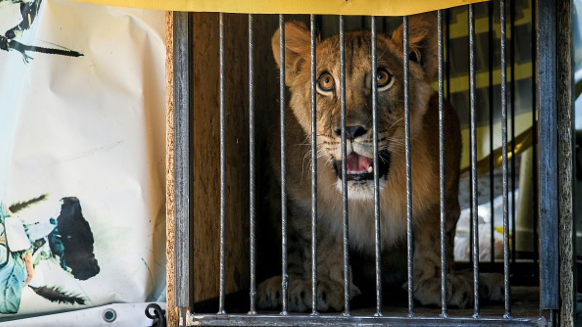 Nowe prawo polepszy los lwów. Już nie będzie wolno legalnie handlować ich kośćmi