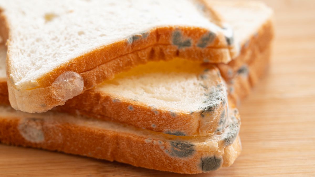 Pleśń na chlebie tostowym