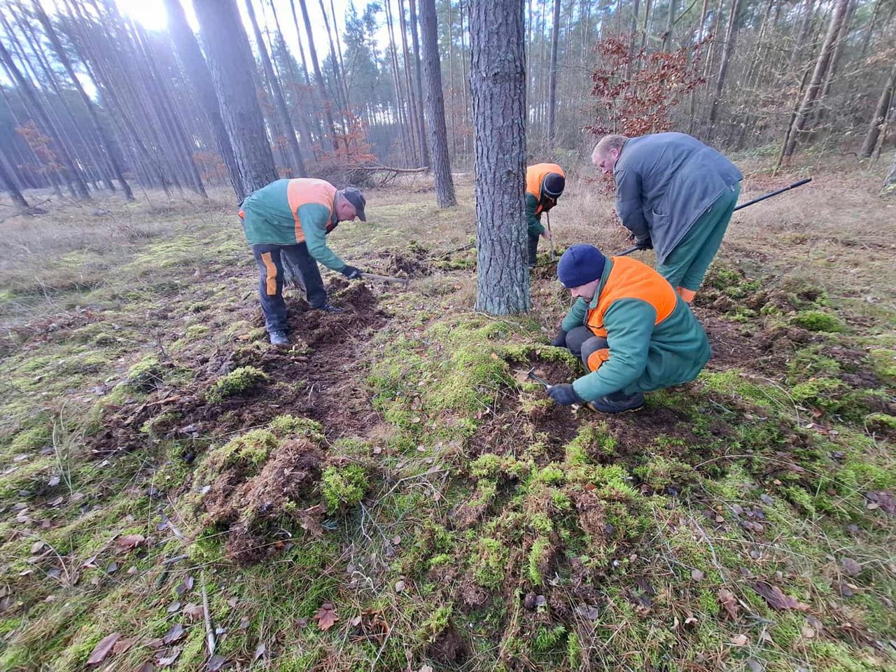 Leśnicy prowadzą poszukiwania. Chodzi o niebezpieczne szkodniki