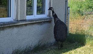 Emu pojawił się na terenie szkoły podstawowej. Wezwano strażaków