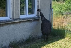 Emu pojawił się na terenie szkoły podstawowej. Wezwano strażaków