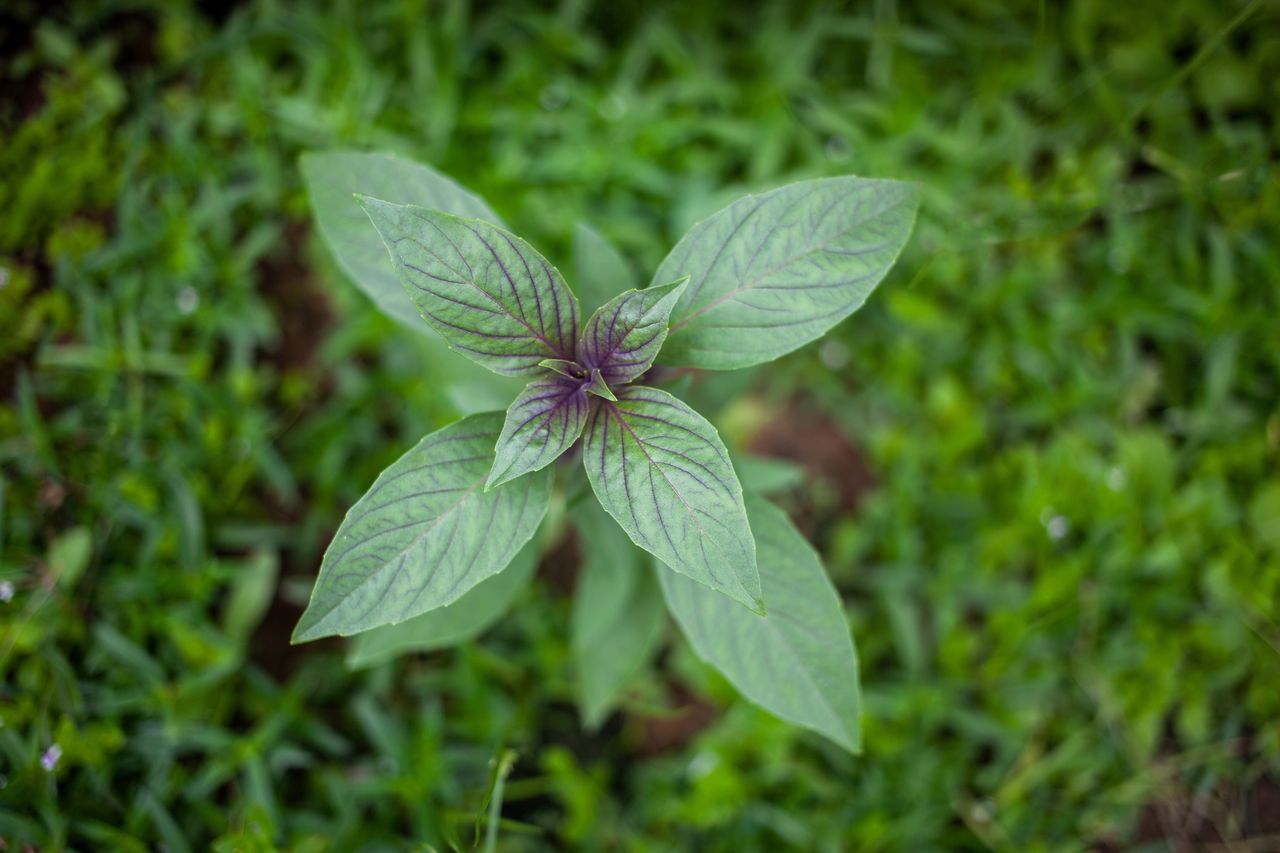 Thai basil has elongated leaves.