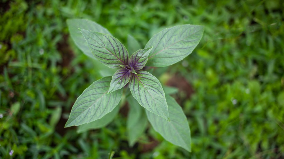 Tajska bazylia ma podłużne listki. 