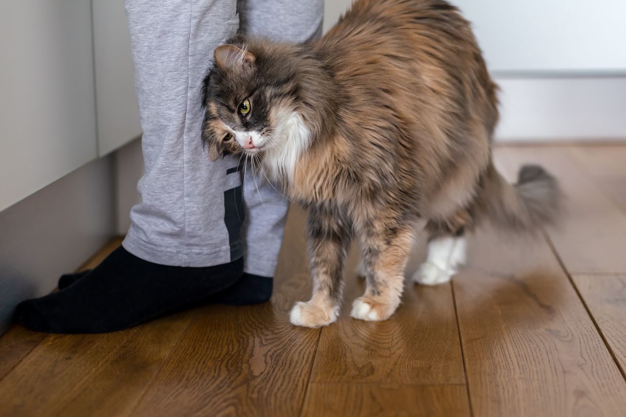 Decoding your cat's gestures: The hidden messages in purring, kneading and rubbing