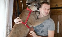 Puma Nubia pozostanie w zoo w Chorzowie