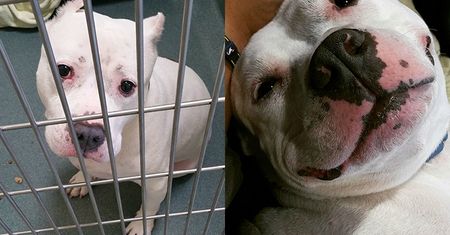 Zwierzęta ze schroniska: PRZED i PO adopcji... (ZDJĘCIA)
