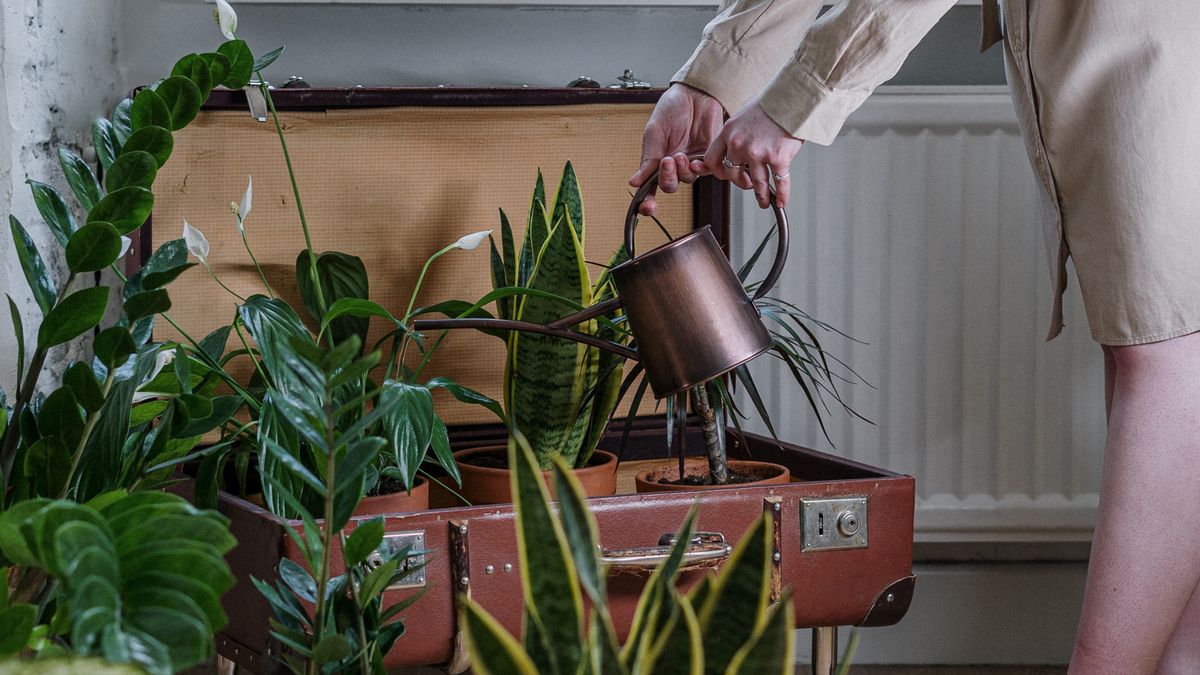 Podlewanie roślin doniczkowych