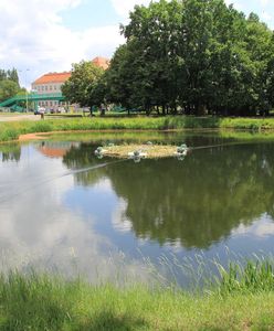 Warszawa. Powstała kolejna wyspa dla chronionych zwierząt