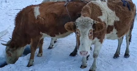 Syberia. Rolnik ubiera krowy. "Oszczędzam dwa litry mleka dziennie"