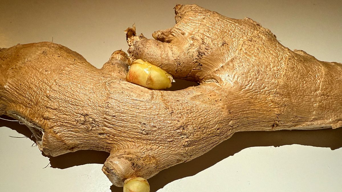 Aktywne związki imbiru wspierają wiele funkcji organizmu.