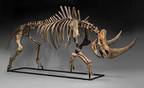 bone
