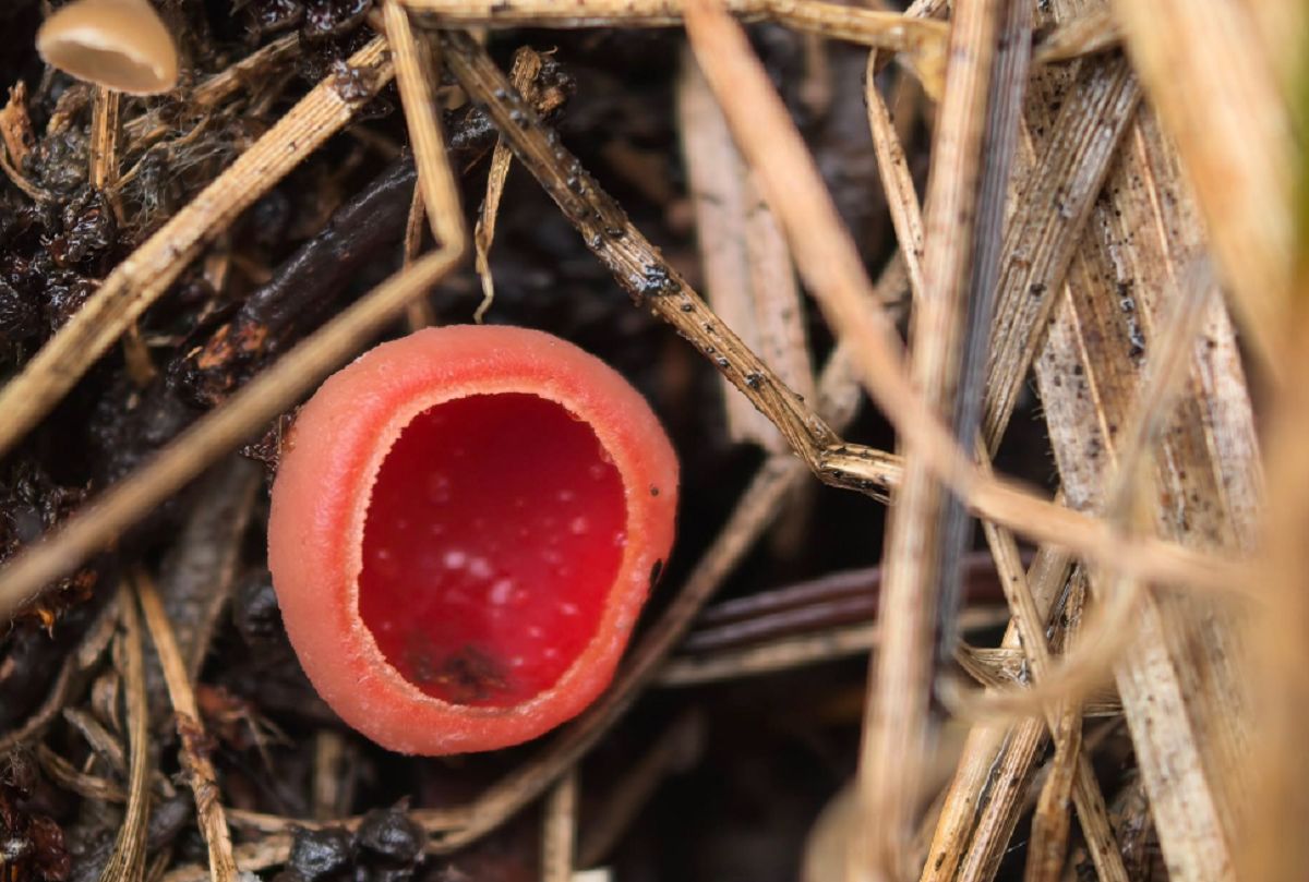 Leśnicy pokazali zdjęcie. Ten grzyb świadczy o jednym